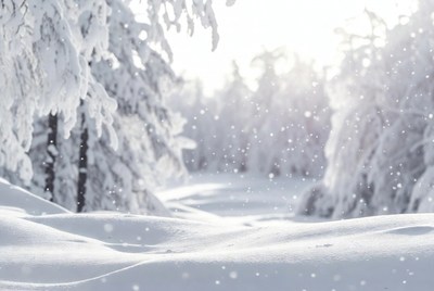 Snowy Pine Forest in Winter Sunlight