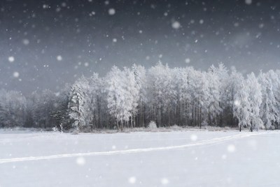 Snowy Trees in Winter Forest