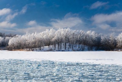 Snowy Trees by Frozen Lake