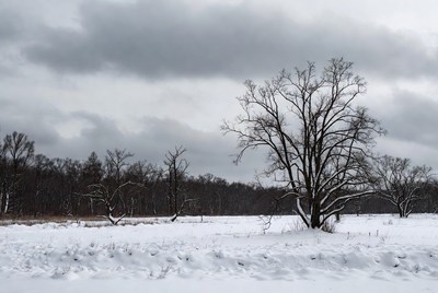 Lonely Tree in Snowy Field