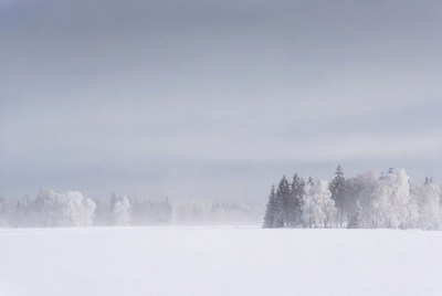 Snowy Pine Trees in Winter Field