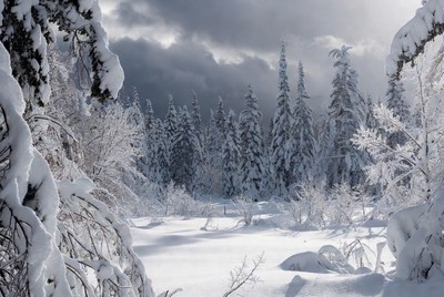 Snowy Pine Forest in Winter
