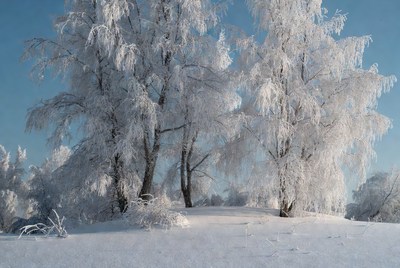 Snow-Covered Birch Trees in Winter