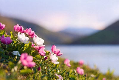 Pink and White Anemones by Mountain Lake