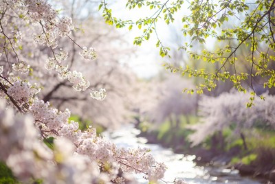 Cherry Blossoms Along River