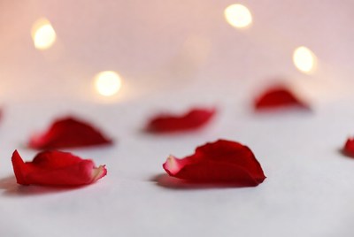 Red Rose Petals on White Background