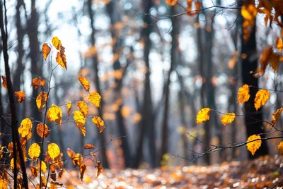 Autumn Forest with Golden Leaves
