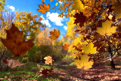 Falling Autumn Maple Leaves
