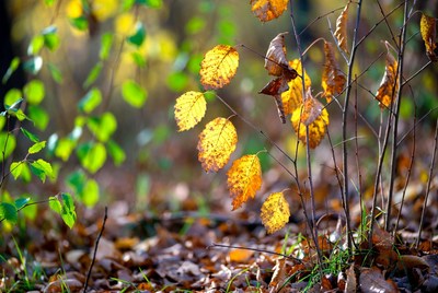 Yellow Autumn Leaves on Stems