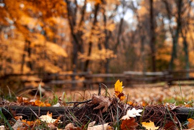 Autumn Leaves on Wooden Fence