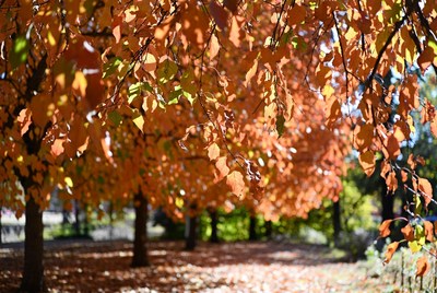 Autumn Trees Along Path