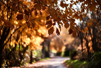 Autumn Path Through Golden Maple Trees