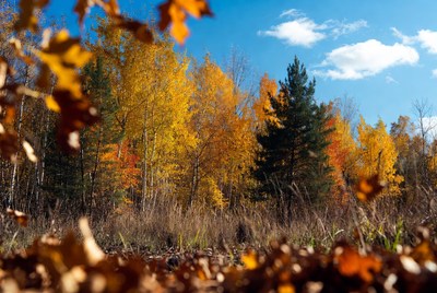 Autumn Forest with Yellow Birch Trees