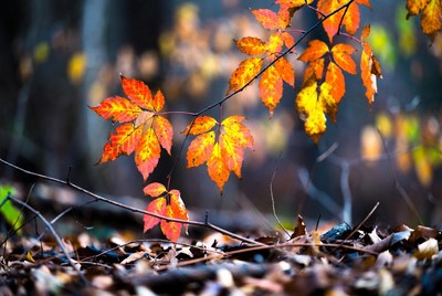 Vibrant Autumn Maple Leaves