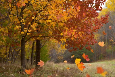 Autumn trees with falling orange leaves