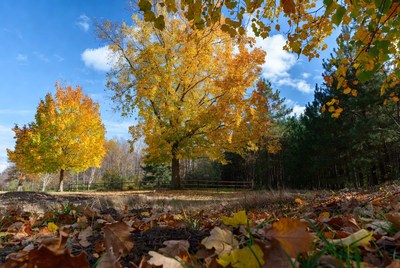 Autumn yellow trees in forest