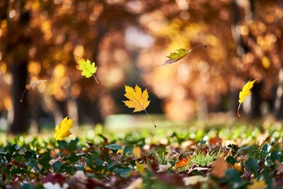 Falling Yellow Maple Leaves in Autumn Forest