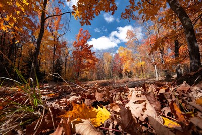 Autumn Forest with Colorful Foliage