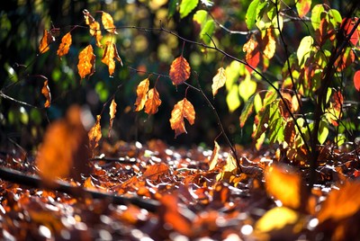 Autumn Leaves on Forest Floor
