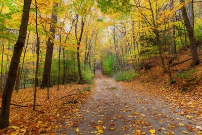 Autumn Forest Path with Yellow Leaves