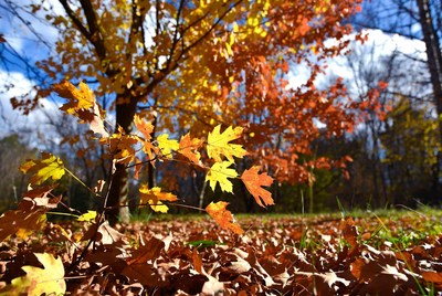 Autumn Maple Leaves on Forest Ground