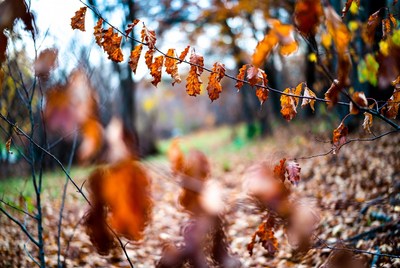 Autumn Oak Leaves on Branch