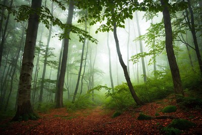 Misty Forest Path with Tall Trees