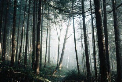 Misty Forest Path Sunlight