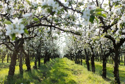 Cherry Blossom Trees Lined Path