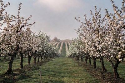 Cherry Blossom Orchard Rows