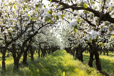 Blossoming apple trees in orchard path