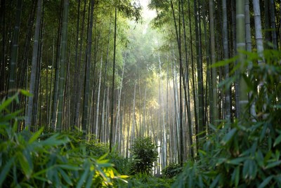 Sunlit Bamboo Forest Path