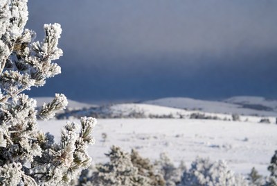 Snowy Pine Branches Over Winter Landscape