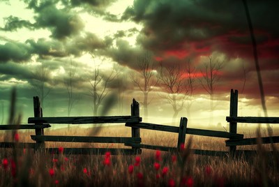 Wooden Fence with Red Poppies