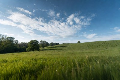 Green meadow with trees under blue sky