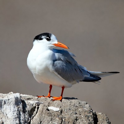 Gull-billed Tern on Rock