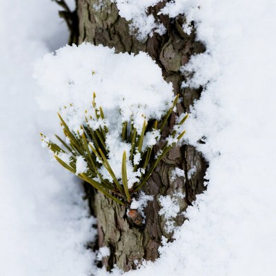 Snow-covered pine branch on tree trunk