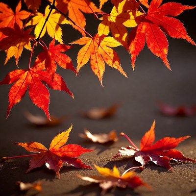 Vibrant Autumn Maple Leaves