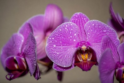Purple Orchids with Dew Drops