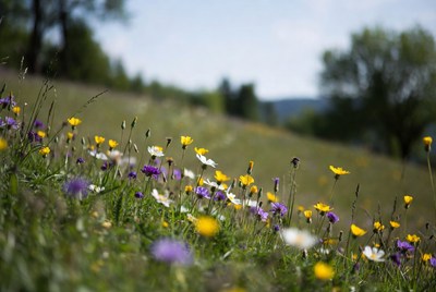 Colorful Wildflowers in Green Meadow
