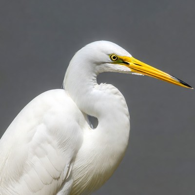 White egret with yellow beak