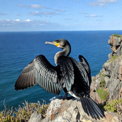 Cormorant spreading wings on ocean cliff