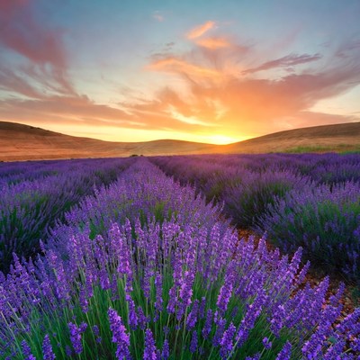 Lavender Field at Sunset