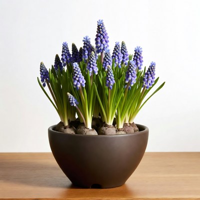 Purple Hyacinths in Brown Pot