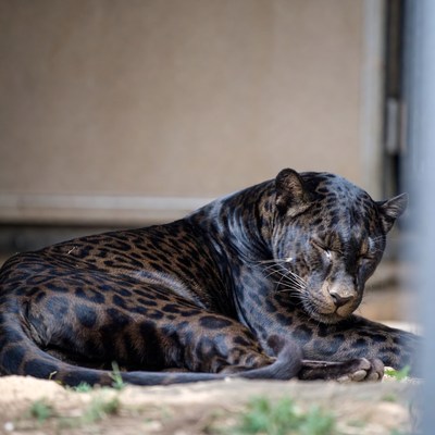 Black Panther resting in enclosure