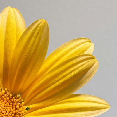 Yellow Gerbera Daisy Flower Closeup