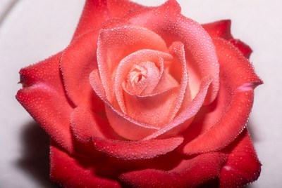 Red Rose with Dew Drops