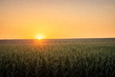 Sunset over cornfield