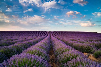 Lavender Field Rows Under Blue Sky