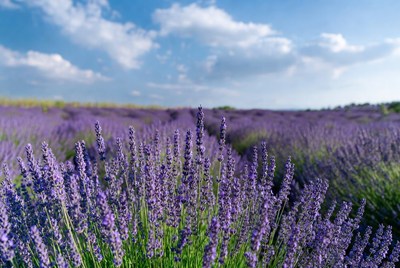 Lavender Field Under Blue Sky